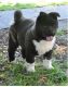 Akita Puppies for sale in Jacksonville, FL, USA. price: NA