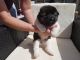 Akita Puppies for sale in Evansville, WY, USA. price: NA