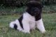 Akita Puppies for sale in Carlsbad, CA, USA. price: NA