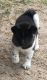 Akita Puppies for sale in Carlsbad, CA, USA. price: NA
