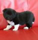 Akita Puppies for sale in Afton, WY 83110, USA. price: NA