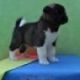 Akita Puppies for sale in Berkeley, CA, USA. price: NA