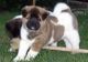 Akita Puppies for sale in Aurora, CO, USA. price: NA