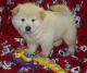 Akita Puppies for sale in Berkeley, CA, USA. price: NA
