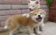 Akita Puppies for sale in Anaheim, CA, USA. price: NA