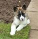 Akita Puppies for sale in Bay City, OR 97107, USA. price: NA