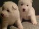 Akita Puppies for sale in Lynn, MA, USA. price: NA