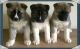 Akita Puppies for sale in Montgomery, AL, USA. price: NA