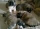 Akita Puppies for sale in Montgomery, AL, USA. price: NA