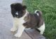 Akita Puppies for sale in Chula Vista, CA, USA. price: NA