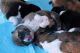 Akita Puppies for sale in Rochester, NY, USA. price: NA