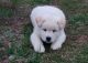 Akita Puppies for sale in Ascension Island, ASCN 1ZZ, Saint Helena, Ascension and Tristan da Cunha. price: 460 SHP