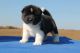 Akita Puppies for sale in Afton, WY 83110, USA. price: NA