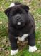 Akita Puppies for sale in Fairfield, CA, USA. price: $500