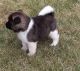 Akita Puppies for sale in Detroit, MI, USA. price: $500