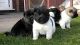 Akita Puppies for sale in New York, NY, USA. price: NA
