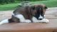 Akita Puppies for sale in Clarksville, TN, USA. price: $500