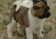 Akita Puppies for sale in Dennysville, ME, USA. price: NA
