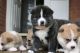 Akita Puppies for sale in Bridgeport, WA 98813, USA. price: NA