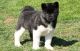 Akita Puppies for sale in Columbus, GA, USA. price: NA