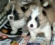 Akita Puppies for sale in Fontana, CA, USA. price: NA