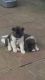 Akita Puppies for sale in San Antonio, TX, USA. price: NA