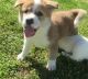 Akita Puppies for sale in Overland Park, KS, USA. price: NA