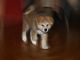 Akita Puppies for sale in Akron, OH, USA. price: NA