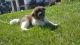 Akita Puppies for sale in Greenwich, NS B0P, Canada. price: NA