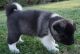 Akita Puppies for sale in Aptos, CA 95003, USA. price: NA