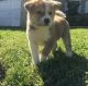 Akita Puppies for sale in Ducor, CA 93218, USA. price: NA