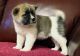 Akita Puppies for sale in Poliçan, Albania. price: 200 ALL