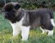 Akita Puppies for sale in Los Altos Hills, CA, USA. price: NA