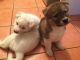 Akita Puppies for sale in Bowdoinham, ME 04008, USA. price: NA