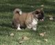 Akita Puppies for sale in Burbank, CA, USA. price: NA