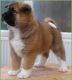 Akita Puppies for sale in Burbank, CA, USA. price: NA