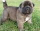Akita Puppies for sale in Rochester, MN, USA. price: NA