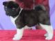 Akita Puppies for sale in Baywood-Los Osos, CA 93402, USA. price: NA