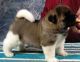Akita Puppies for sale in Cape Coral, FL, USA. price: NA