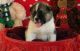 Akita Puppies for sale in Buffalo, NY, USA. price: NA