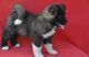 Akita Puppies for sale in El Paso, TX, USA. price: NA