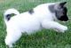Akita Puppies for sale in North Las Vegas, NV, USA. price: NA