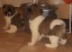 Akita Puppies for sale in Cedar Rapids, IA, USA. price: NA