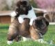 Akita Puppies for sale in Akeley, MN 56433, USA. price: NA