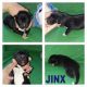 Akita Puppies for sale in Columbia, TN 38401, USA. price: $650