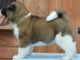 Akita Puppies for sale in Chicago Private, Ottawa, ON K2A 3G9, Canada. price: NA