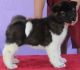 Akita Puppies for sale in Ballston Center, Ballston, NY 12019, USA. price: NA