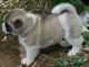 Akita Puppies for sale in Colorado Springs, CO 80932, USA. price: NA