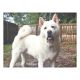 Akita Puppies for sale in Willow Spring, Middle Creek, NC, USA. price: NA