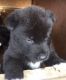 Akita Puppies for sale in Missiouri CC, Elsberry, MO 63343, USA. price: NA
